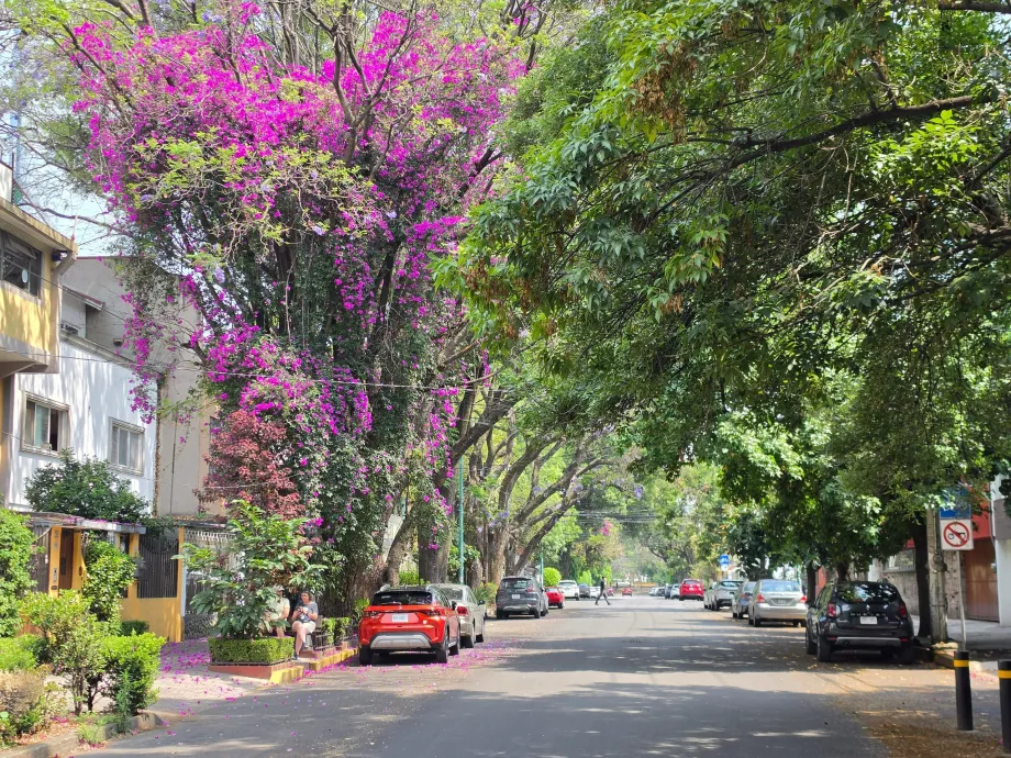 Okres Coyoacán