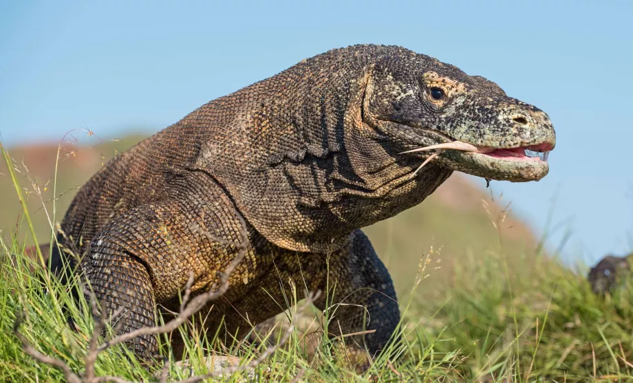 Varan z Komoda