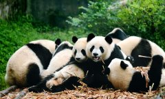 Čcheng-tu Tianfu