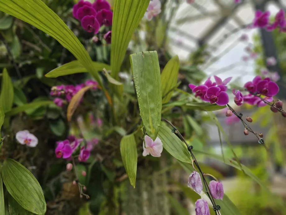 Orchideová záhrada