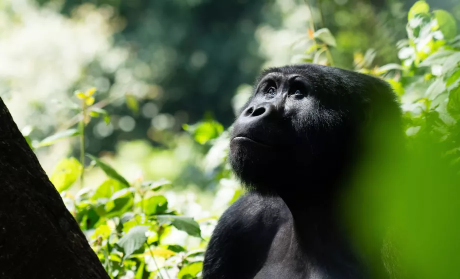 Uganda