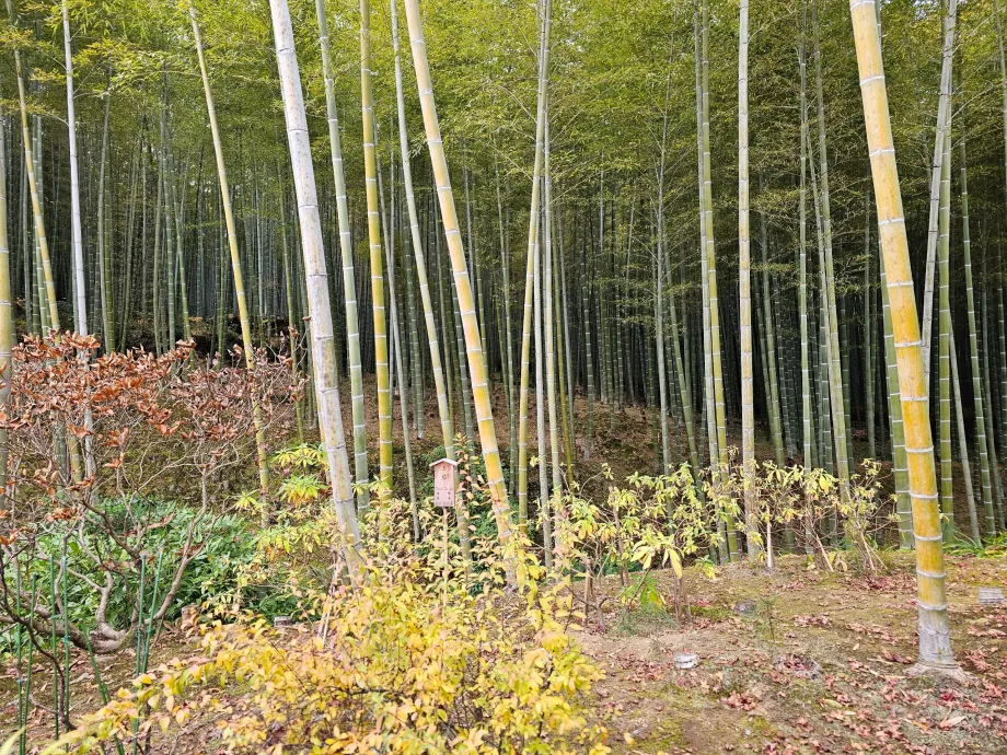 Bambusový les Arashiyama