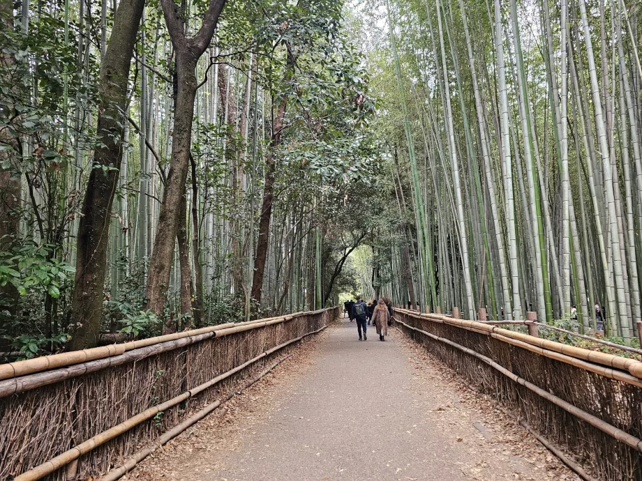 Bambusový les Arashiyama