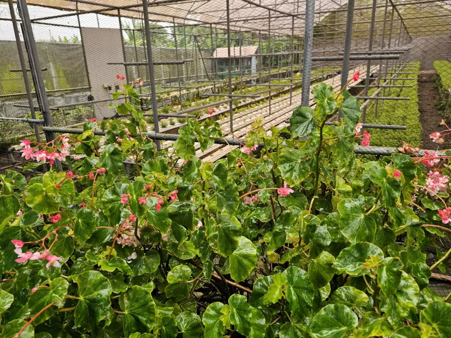Plantáž Vanille