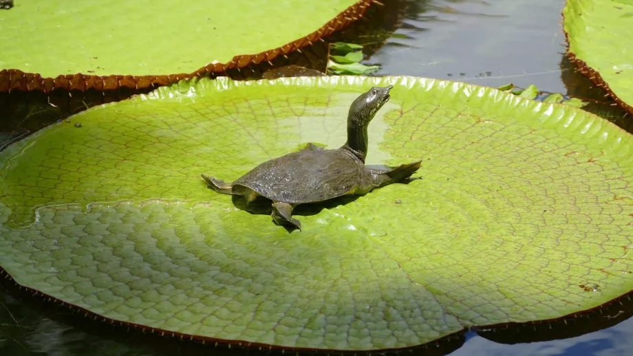 Botanická záhrada