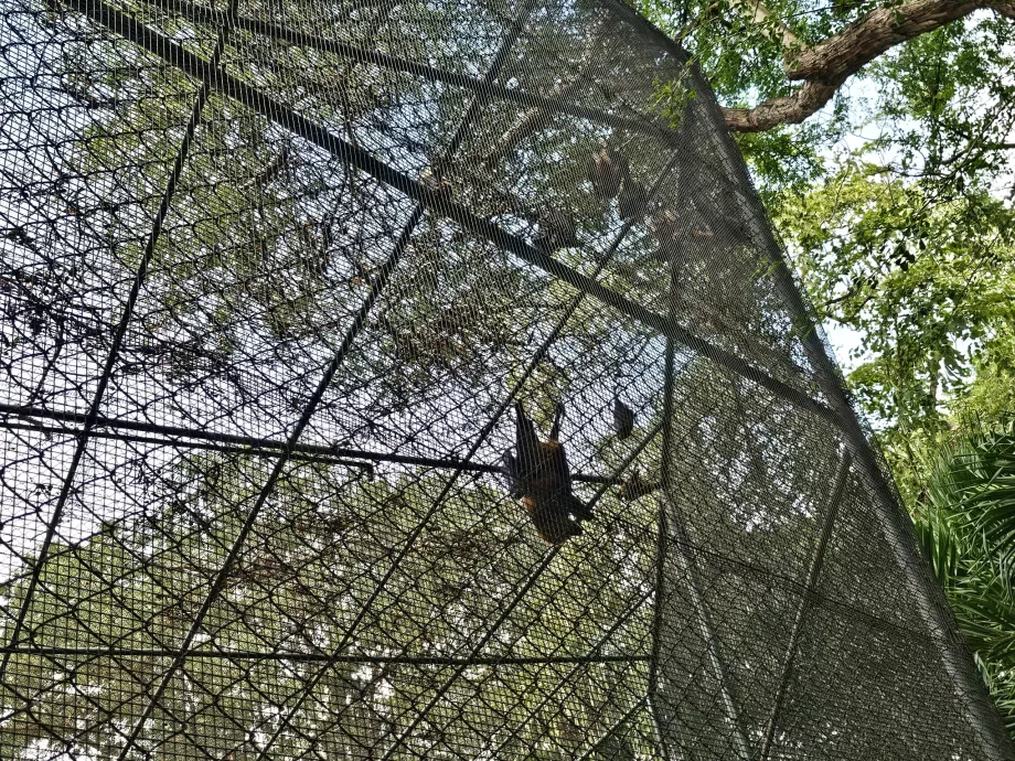 Netopiere v zoo Casela