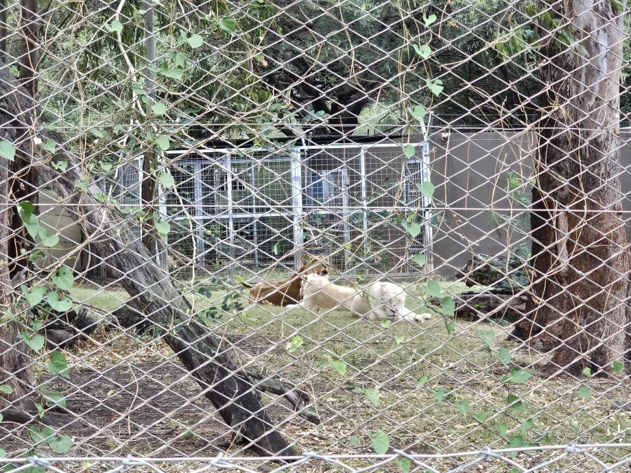 Levy v zoo Casela