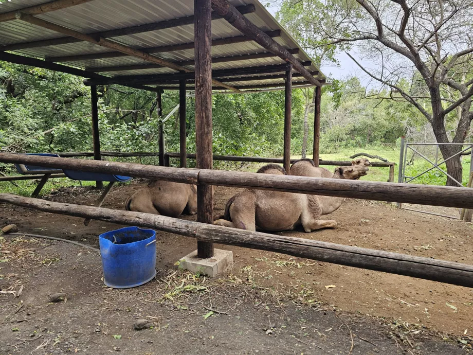 Ťavy v zoo Casela