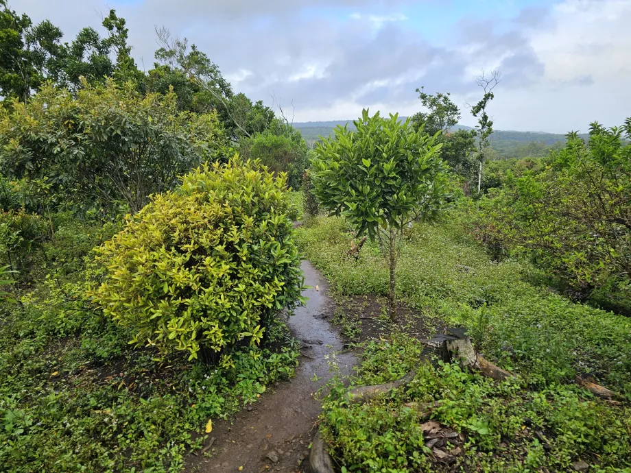 Ebony Forest