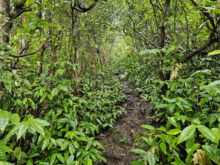 Piton du Canot, cesta cez les