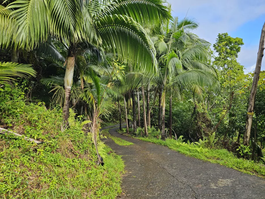 Ebony Forest