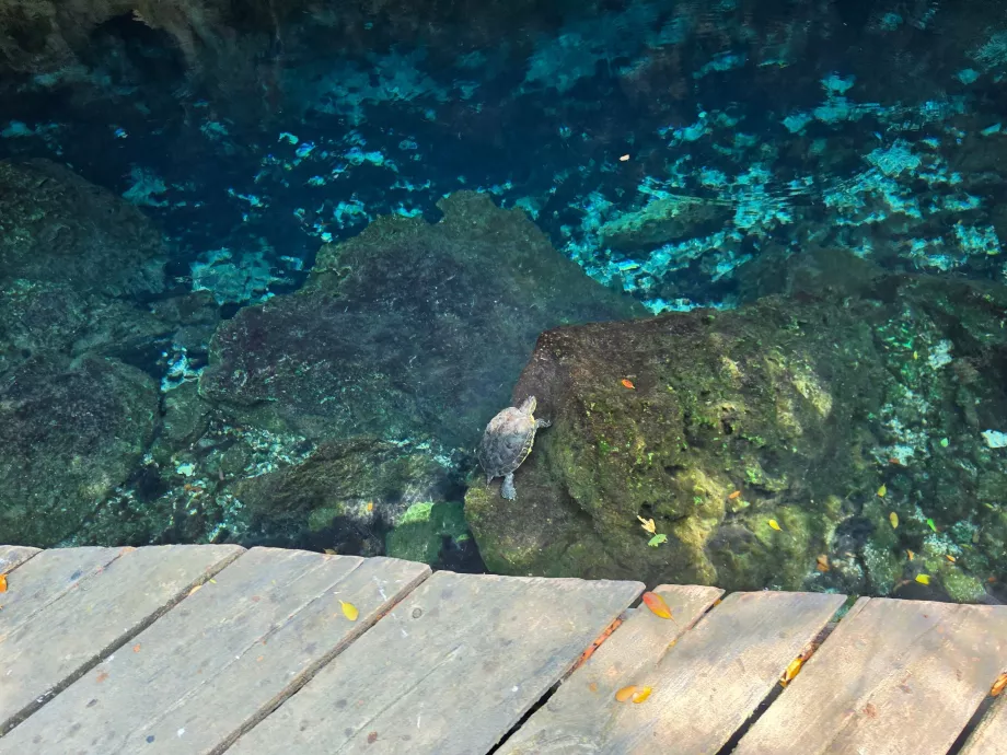 Korytnačky v Gran Cenote