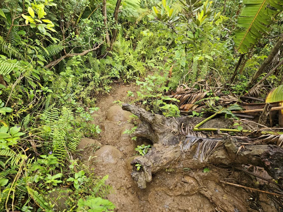 Machabee Loop