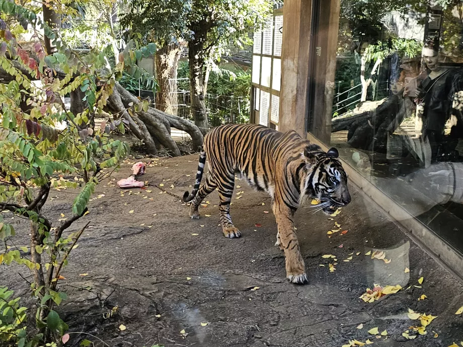Tiger v ZOO Ueno