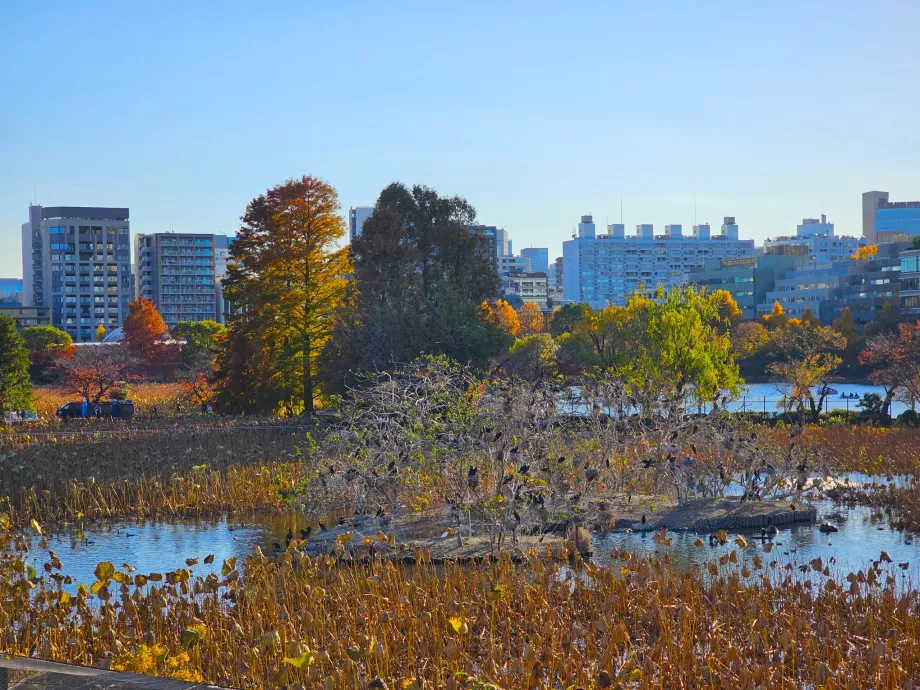 Park Ueno, rybník Shinobazu