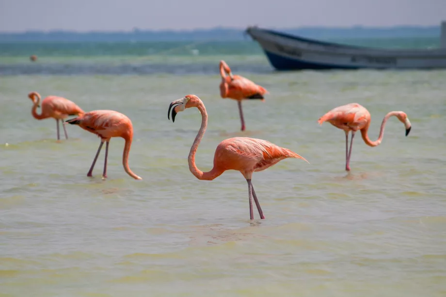 Flamingá na Holboxe