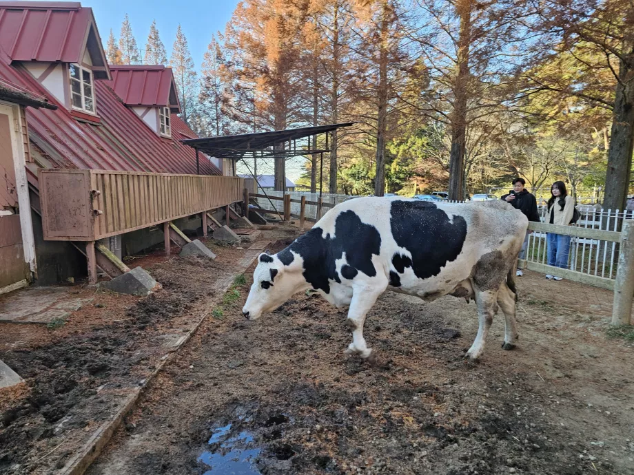 Rokkosanské pastviny