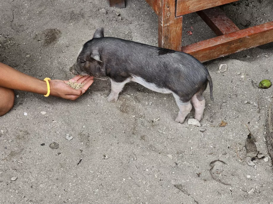 Kŕmenie ošípaných na Ostrove ošípaných