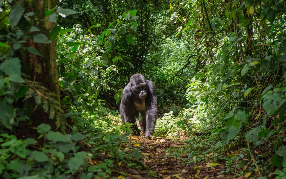Gorilla